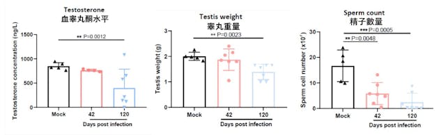 睪丸重量、精子數量和睪丸酮水平均下跌。（香港大學圖片）