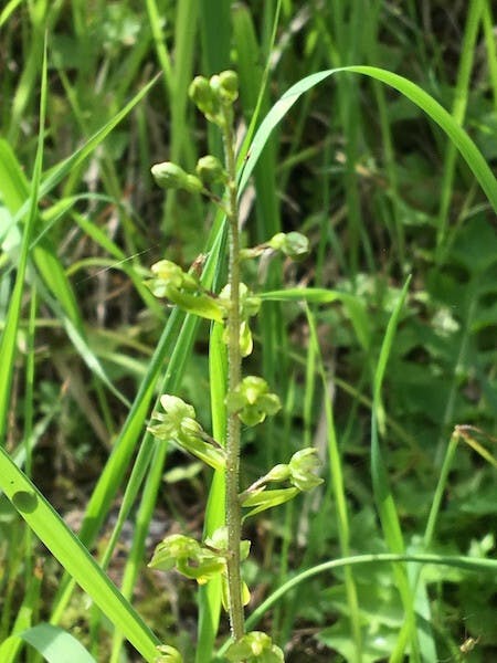 圖二十三：開始結果的對葉蘭（Neottia ovata）。