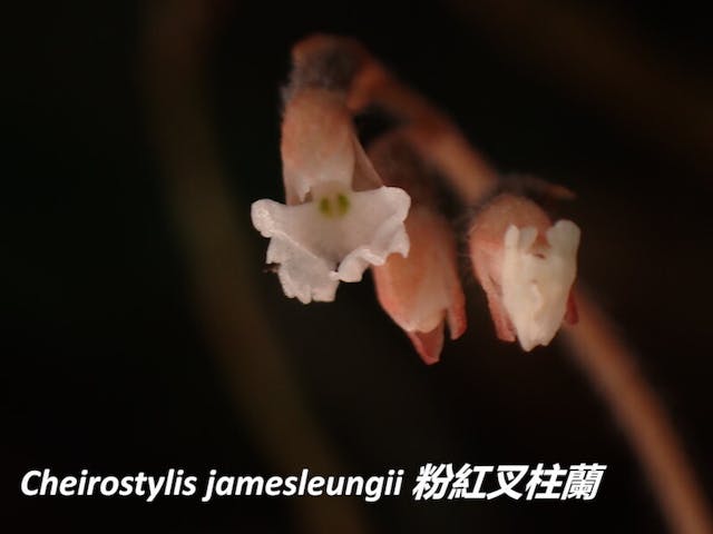 圖三、叉柱蘭屬（Cheirostylis）