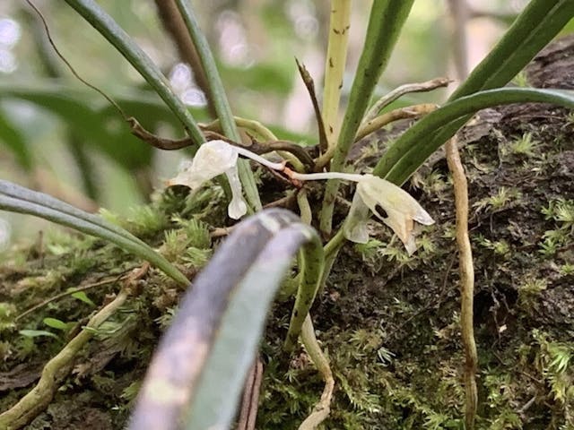 圖二十一：球距蘭屬Microcoelia macrantha