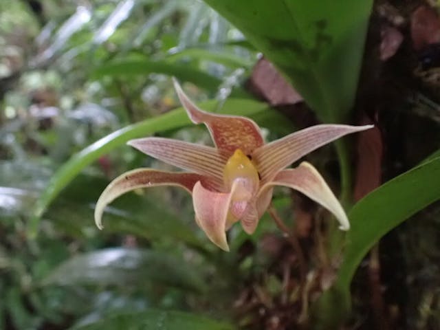 圖十四：豆蘭（Bulbophyllum lobbii）