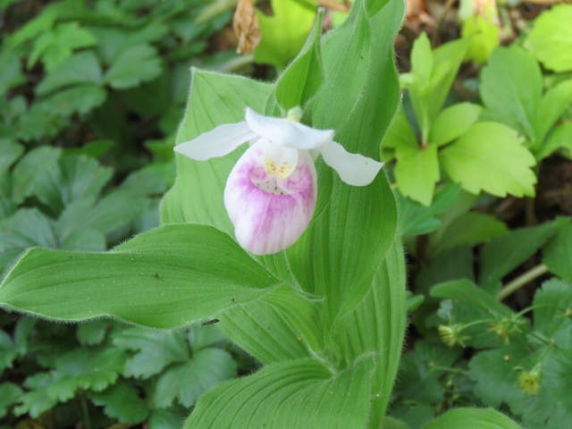 圖四：杓蘭（Cypripedium reginae）。