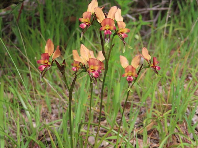 圖二十一：驢子蘭Diuris jonesii（Dunsborough Donkey Orchid）