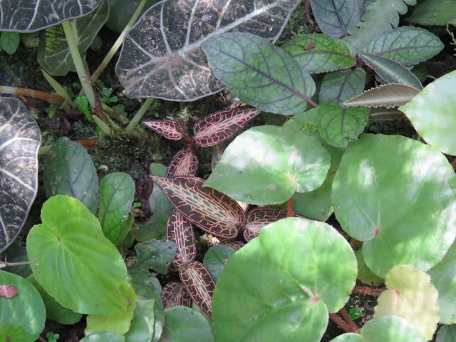 圖七：斑葉蘭 (Goodyera-reticulata)。