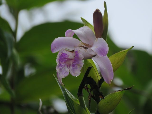 圖四十、折葉蘭Sobralia rosea