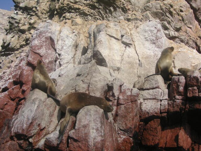 鳥島上有不少企鵝、海獅。