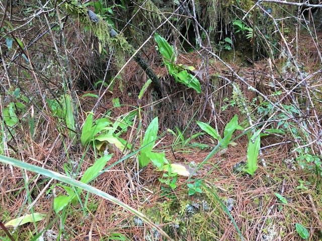 圖八：繡邊根節蘭 （Calanthe tricarinata）。