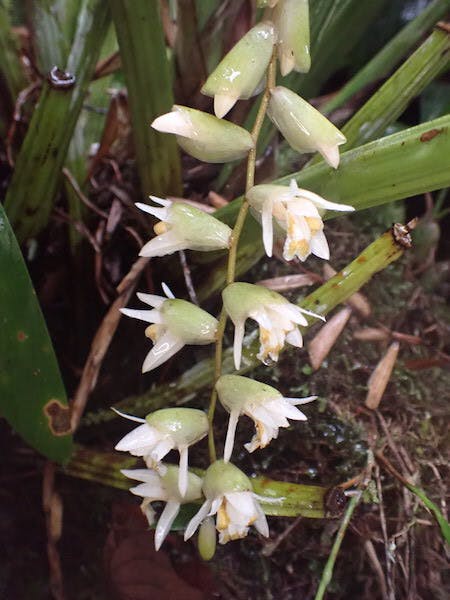 圖十一：貝母蘭（Coelogyne sp.）