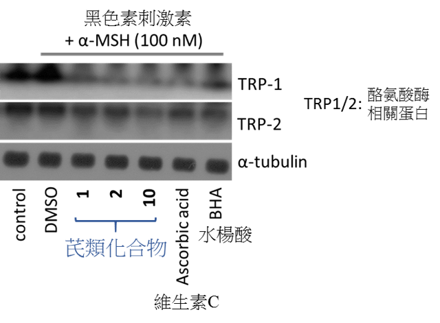 比較三種芪類化合物組合、維生素C與水楊酸（BHA）等對酪氨酸酶相關蛋白表達水平的抑制作用。