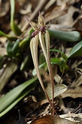 圖三十一：雜交豆蘭（Bulbophyllum fascinator x longissimum）（朋友攝於2020年10月7日）