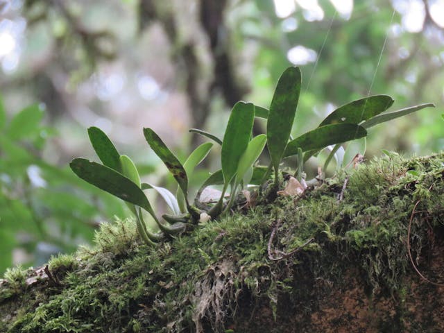 圖八：阿里山豆蘭（Bulbophyllum pectinatum）。