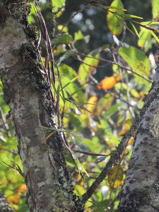 圖二十一、新竹石斛（Dendrobium falconeri）。