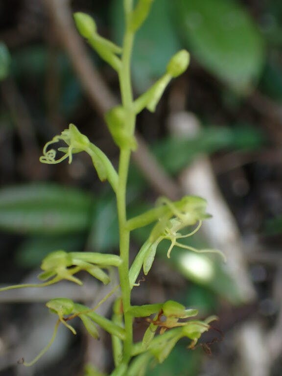 圖三十八：長鬚闊蕊蘭（Peristylus calcaratus）