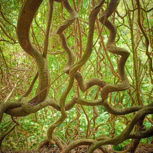 《McBryde Garden 麥克布萊德花園》