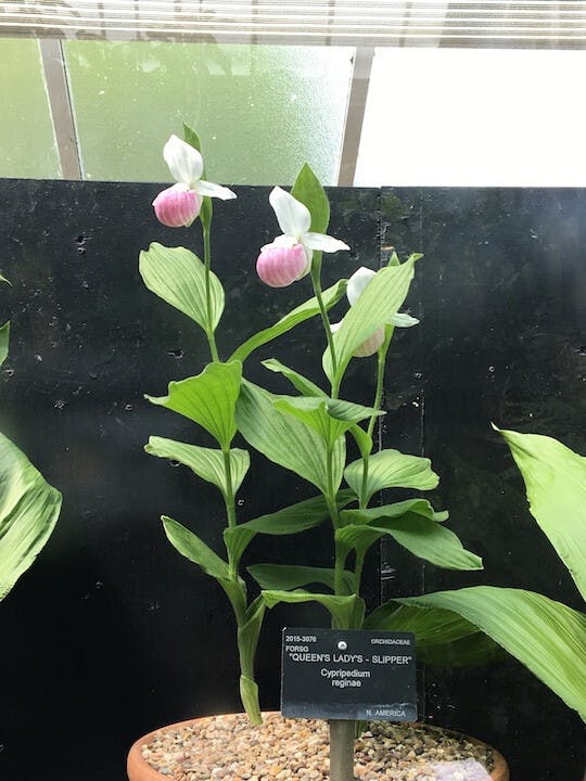 圖十七：杓蘭（Cypripedium reginae）。