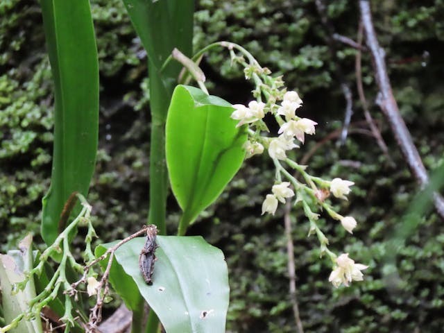 圖十六，多穗蘭屬Polystachya cultriformis