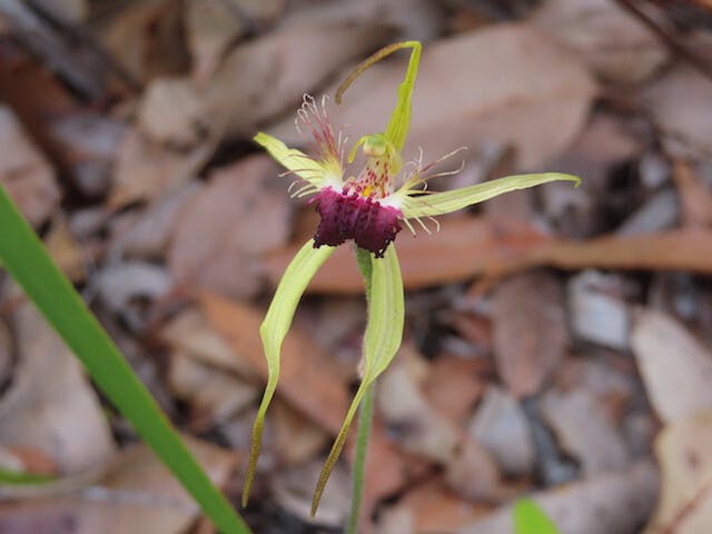 圖六：蜘蛛蘭Caladenia thinicola（Scott River Spider Orchid）