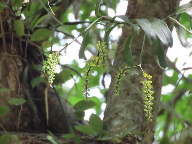 （圖十九）小葉寄樹蘭（Robiquetia succisa）