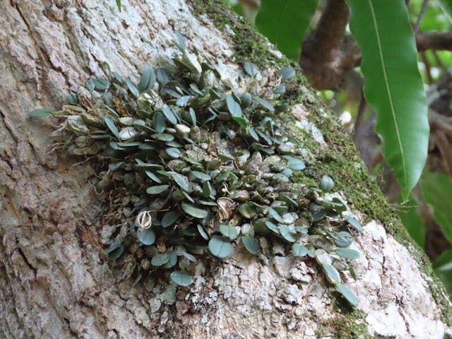 （圖十二）小黃花石斛（Dendrobium jenkinsii）