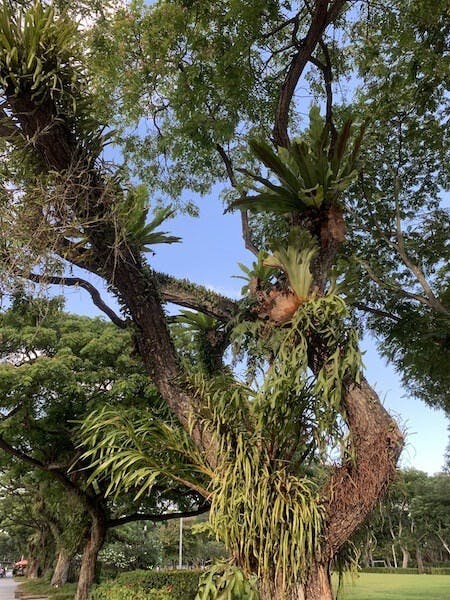 圖三：老虎蘭（Grammatophyllum speciosum，下方中央）