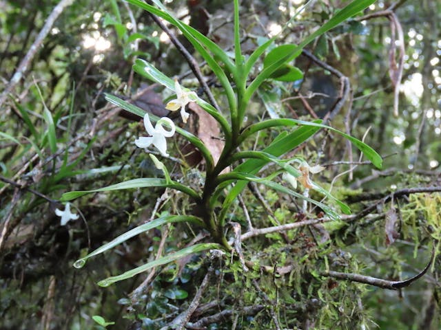 圖二十九，裘美蕾風蘭屬Jumellea intricata