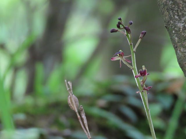 圖九：寶島羊耳蒜（Liparis formosana）