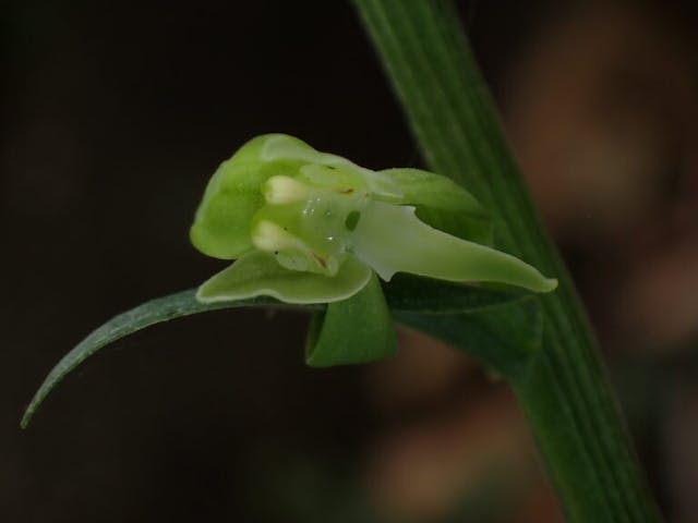 圖九：小舌唇蘭（Platanthera minor）