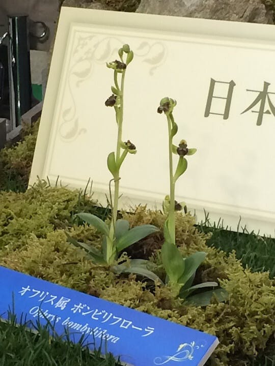 圖三：蜂蘭屬（Ophrys）。