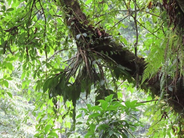 （圖十）密花石斛（Dendrobium densiflorum）