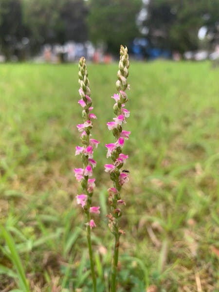 圖十一：綬草（Spiranthes sinensis）