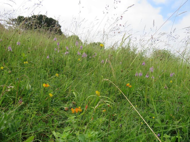 圖四：保育區草坡上的紫斑掌裂蘭（Dactylorhiza fuchsii）。