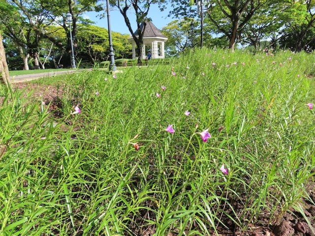 （圖十）竹葉蘭（Arundina graminifolia）