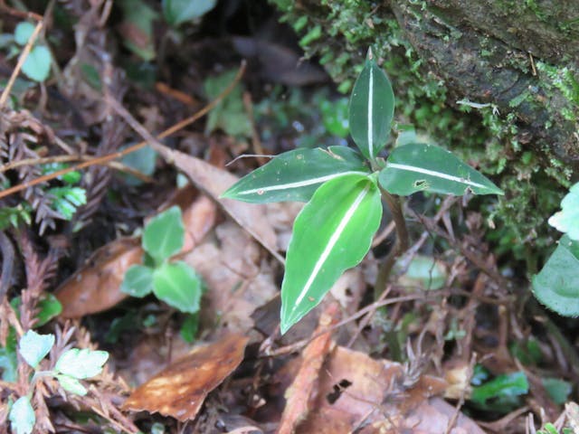 圖十三：鳥嘴蓮（Goodyera velutina）。