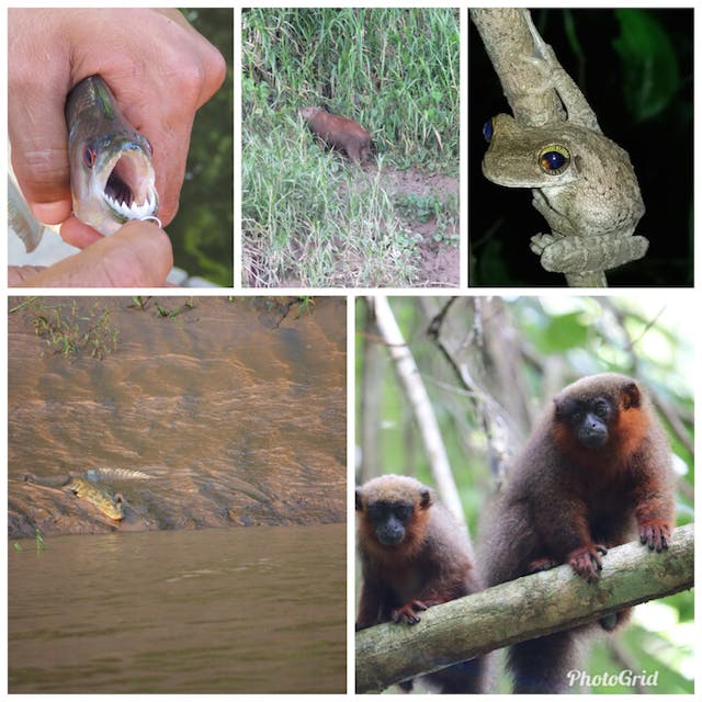 圖十七、亞馬遜河生物種類豐富多樣