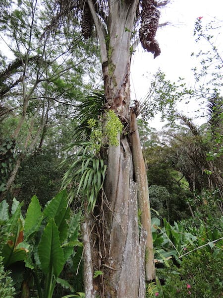 圖十三：擬蕙蘭屬Cymbidiella falcigera