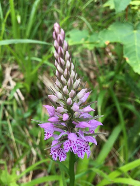 圖二十一：紫斑掌裂蘭 （Dactylorhiza fuchsii）