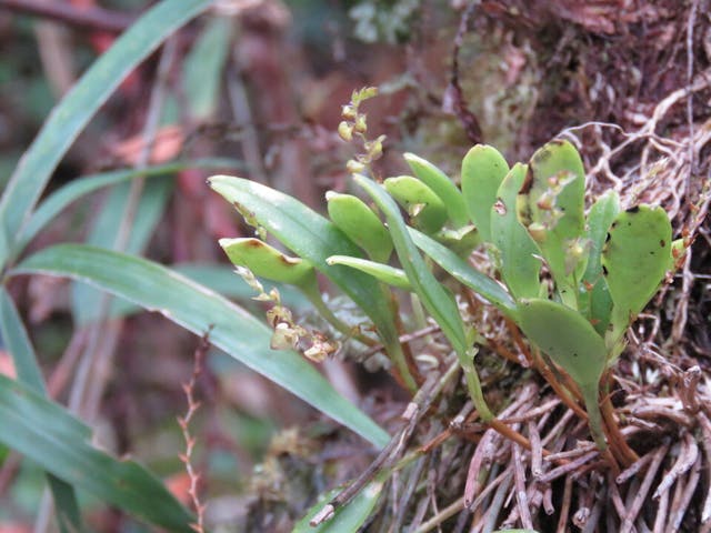 圖二十三、微柱蘭（Stelis sp.）