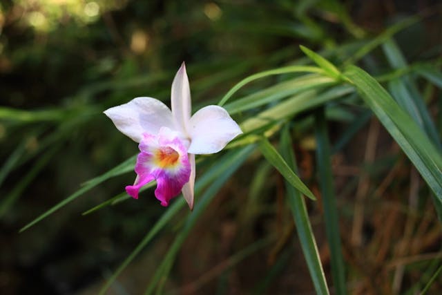 圖五、竹葉蘭（Arundina graminifolia）。