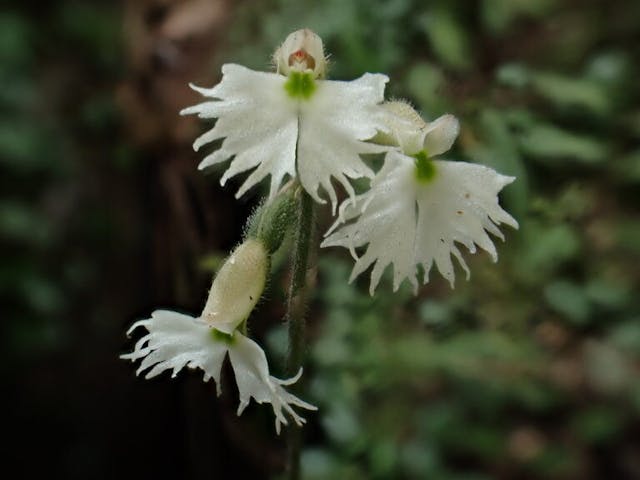 圖十五：雲南叉柱蘭（Cheirostylis yunnanensis）