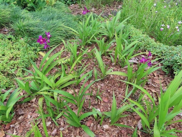 （圖十一）紫苞舌蘭（Spathoglottis plicata）