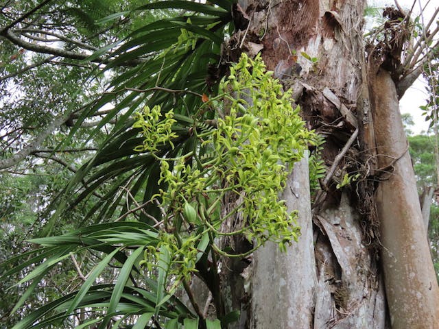 圖十四：擬蕙蘭屬Cymbidiella falcigera