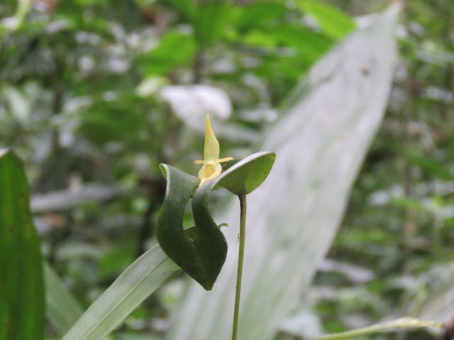 圖七、側葉蘭（Pleurothallis phyllocardioides）