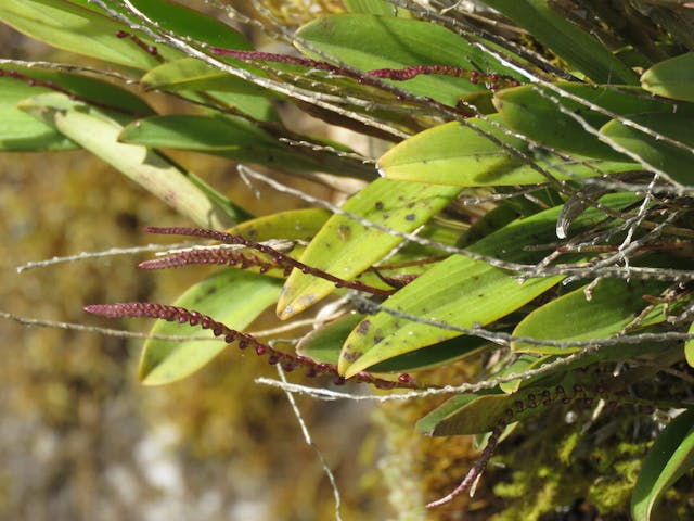 圖三十五、微柱蘭（Stelis sp.）