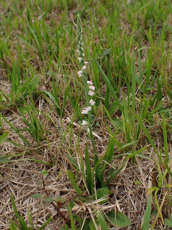 圖十四：綬草（Spiranthes sinensis）