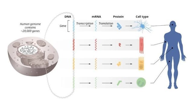 第一顆微型核糖核酸（microRNA）於1993年首次發現，但世人皆以為這只是線蟲的一個微不足道的部分，直到7年後其他微型核糖核酸陸續被看見，科學界才醒悟這是有關於人類發展的嶄新研究維度。（諾貝爾獎官網）