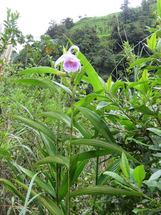 圖三十九、折葉蘭（Sobralia rosea）