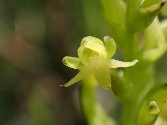 圖四十四：稠密闊蕊蘭（Peristylus densus）