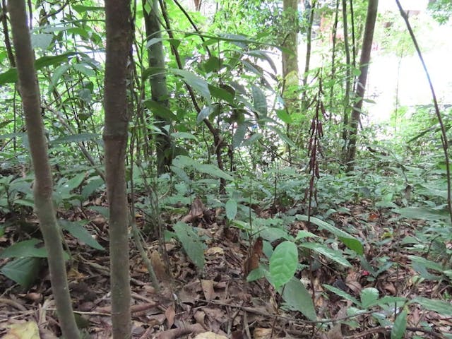 （圖二十九）勐海天麻（Gastrodia menghaiensis）