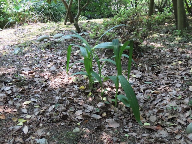 圖十二：白芨（Bletilla striata）