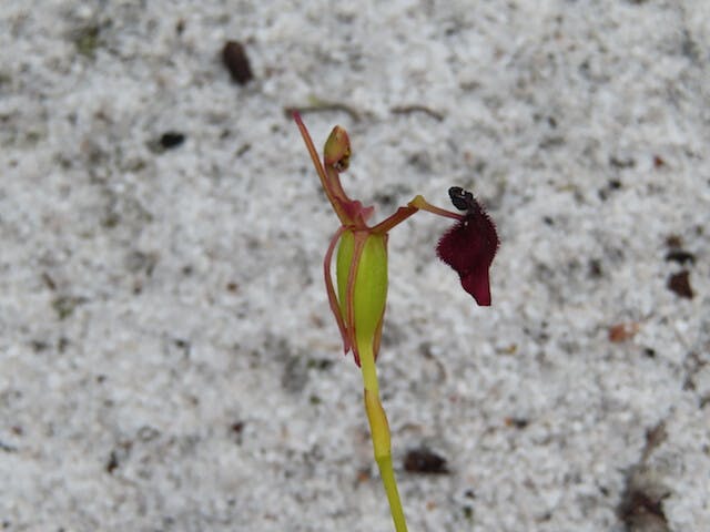 圖二十四：錘子蘭Drakaea glyptodon（King-in-his-carriage Orchid）